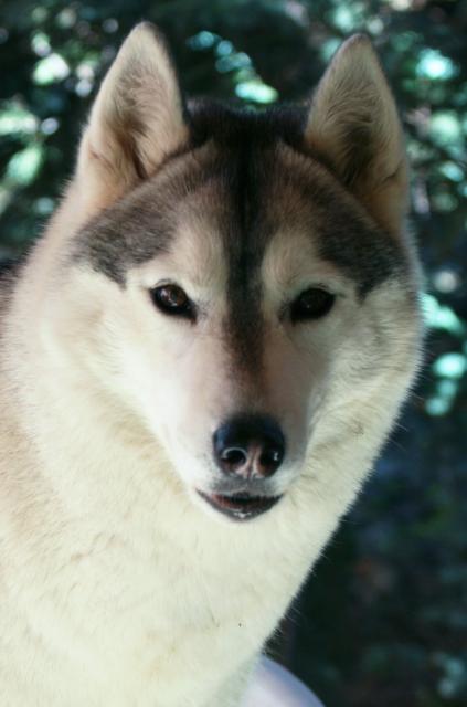 roxy glavaza sajt.jpg